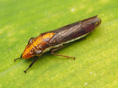 Phera obtusifrons