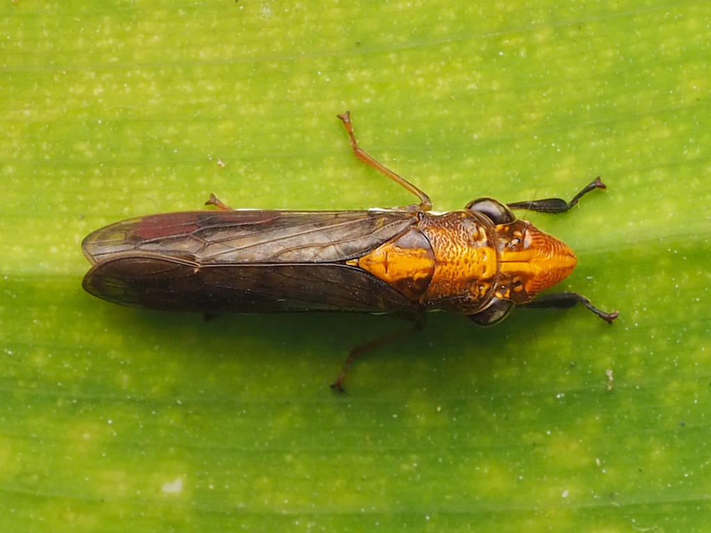 Phera obtusifrons