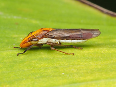 Phera obtusifrons