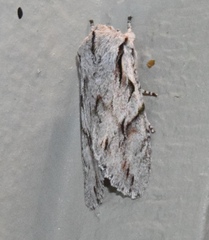 Egira crucialis