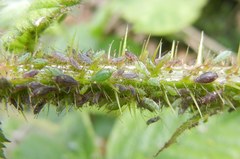 Macrosiphum funestum