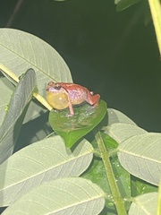 Eleutherodactylus abbotti