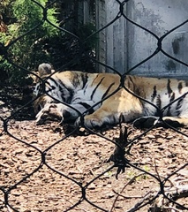 Panthera tigris altaica