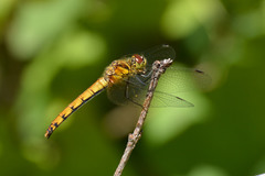 Sympetrum parvulum