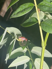 Eleutherodactylus abbotti