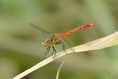 Sympetrum kunckeli