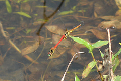 Sympetrum kunckeli