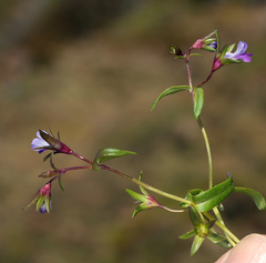 Collinsia sparsiflora collina