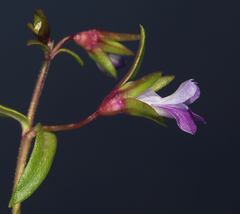 Collinsia sparsiflora collina