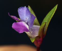 Collinsia sparsiflora collina