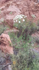 Ligusticum lucidum