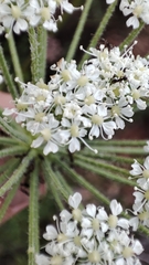 Ligusticum lucidum