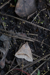 Argyrostrotis flavistriaria