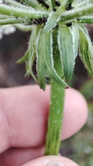 Ligusticum lucidum