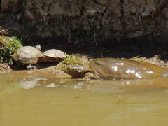 Rafetus euphraticus