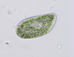 Paramecium bursaria