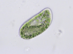 Paramecium bursaria