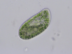 Paramecium bursaria