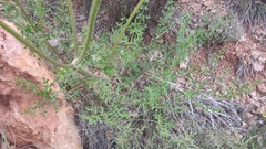 Ligusticum lucidum