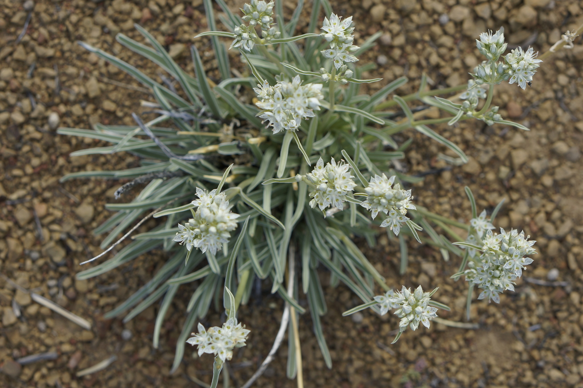 Frasera neglecta