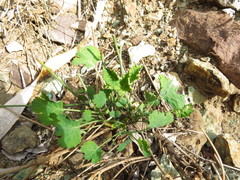 Asteriscium chilense