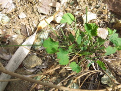 Asteriscium chilense