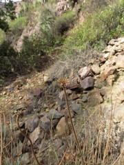 Asteriscium chilense
