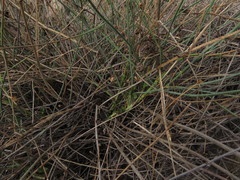 Asteriscium chilense