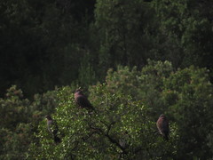 Patagioenas araucana
