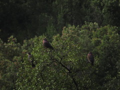 Patagioenas araucana