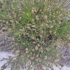 Plantago sempervirens