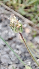 Plantago sempervirens