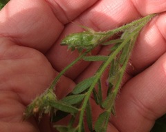 Onobrychis caput-galli