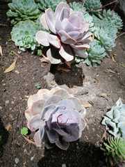 Echeveria gibbiflora × potosina