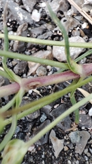 Plantago sempervirens