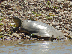 Rafetus euphraticus