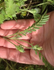 Onobrychis caput-galli