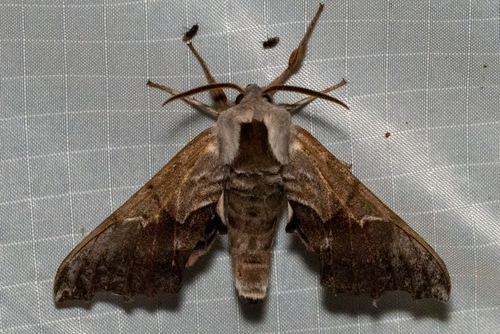 One-eyed Sphinx photo 5
