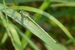 Paracercion plagiosum