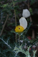 Argemone grandiflora