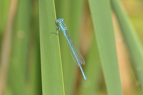 Paracercion plagiosum