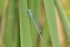 Paracercion plagiosum