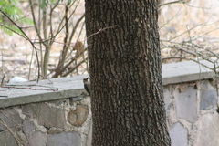 Melanerpes uropygialis