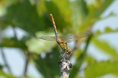 Sympetrum