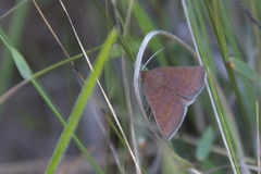 Argyrostrotis deleta