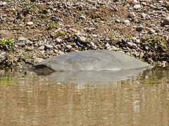 Rafetus euphraticus