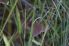 Argyrostrotis deleta