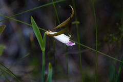 Cleistesiopsis