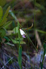 Cleistesiopsis