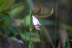 Cleistesiopsis